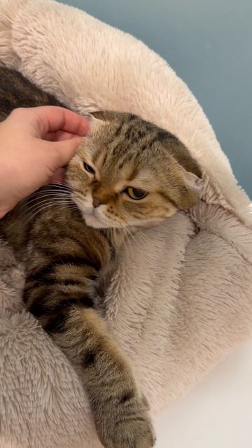 Милая шотландская вислоухая кошечка 🐱
