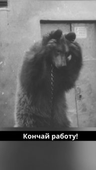 Сегодня – День медведя, неофициальный российский праздник