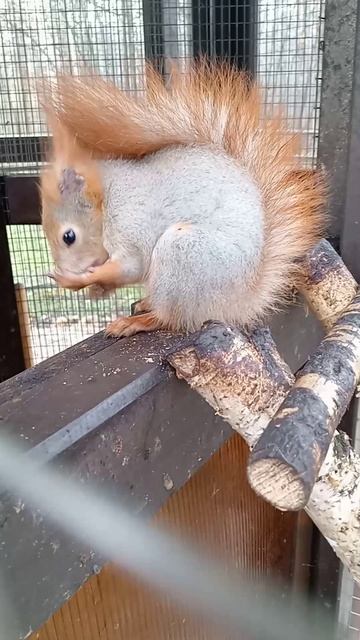 Бельчатник в Димитровграде.mp4