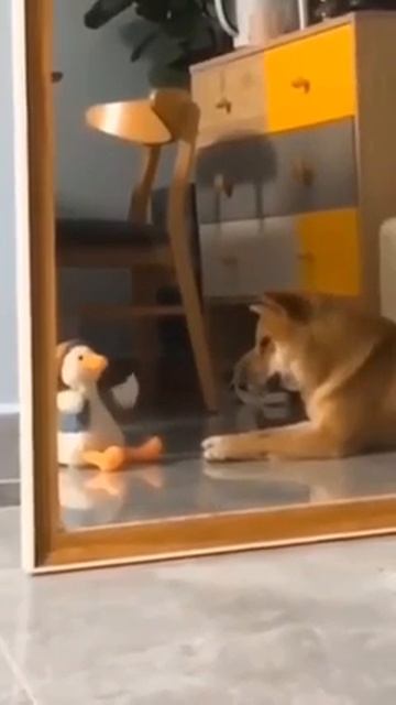 Собакен и утёнок 🐩♥👍😘😉