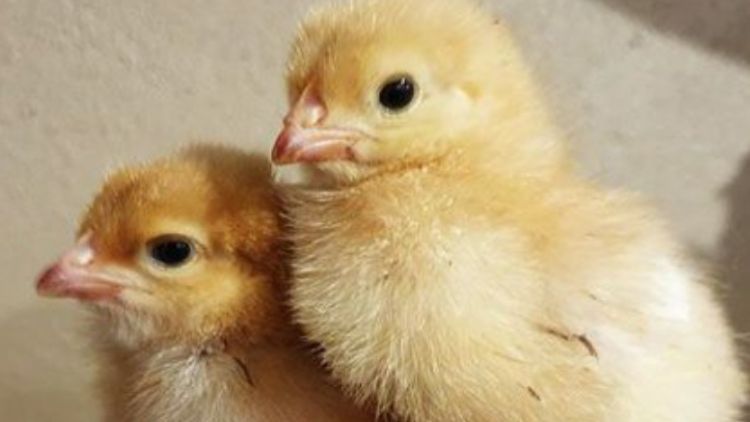 А вот и легендарная инкубация куриных яиц...