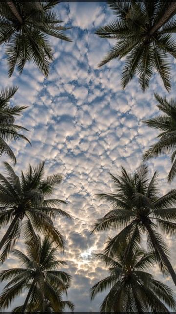 Вечер под пальмами