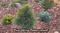 Pinus sibirica Поляна Гномов
