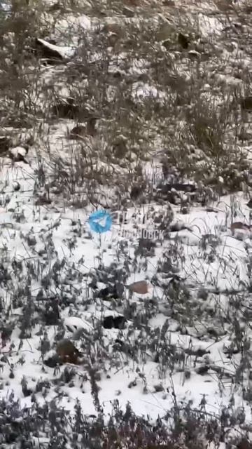 🚨 Подписчики сообщают о «черном отлове» собак, который начал работать после происшествия в Новом го