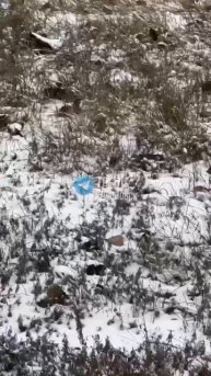 🚨 Подписчики сообщают о «черном отлове» собак, который начал работать после происшествия в Новом го