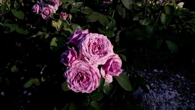 Минор стихи - Виктор Михнев, музыка - Елена Есфирь + SUNO