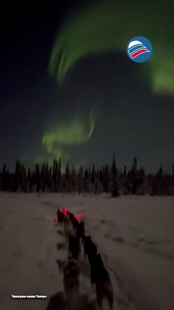 Невероятное зрелище: в собачьей упряжке под северным сиянием во время полнолуния