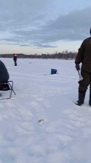 Рыбаки в низу ловят окуня! 😁
