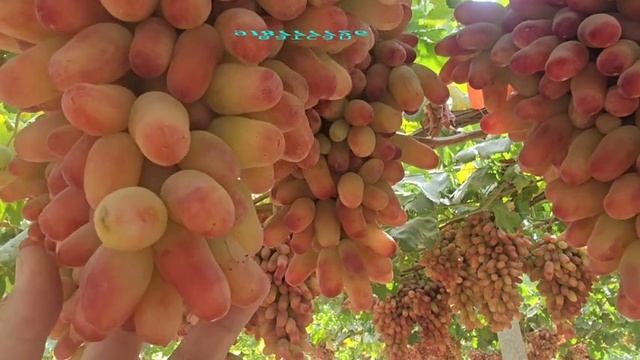 😍 Тамошо кунеду роҳат баред!
Ин меҳнатҳои мо — барои пешрафти шумо.
Ниҳолҳои босифат бо кафолат!
Ба