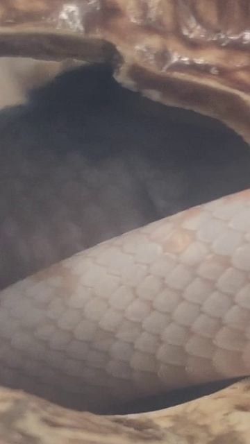 Карамелька уже заценила новый домик!