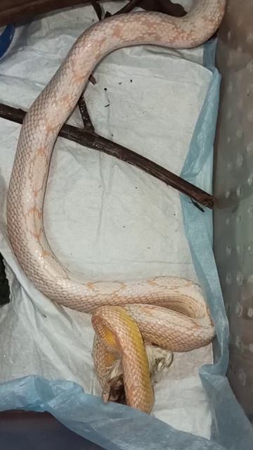 Кормление Карамельки. 10 декабря 2025 г.