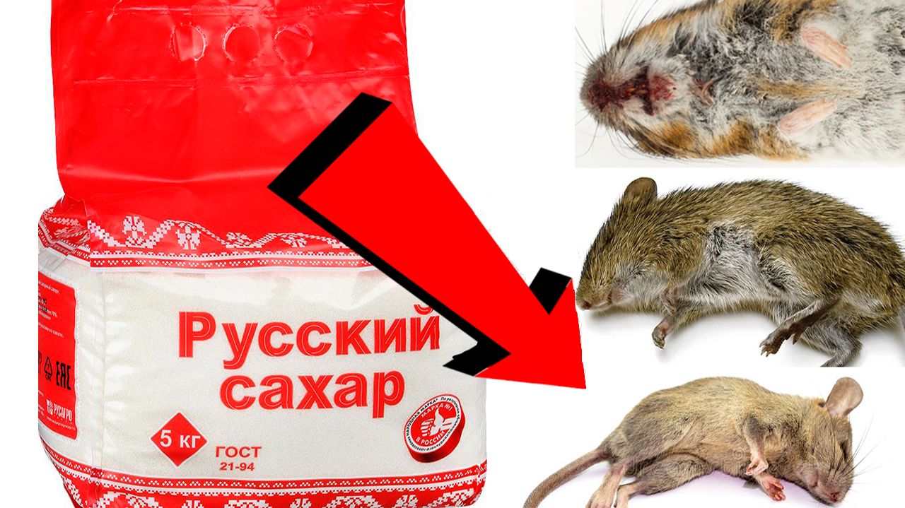 Как избавиться от мышей и крыс навсегда За 1 минуту!!