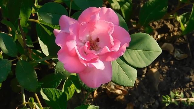 ВИДЕО ПВН ББ (908)