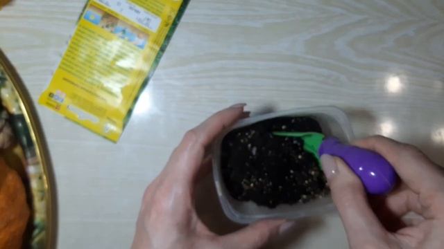 КАК ПОСЕЯТЬ ТУЮ//ВЫРАЩИВАЕМ ТУЮ ИЗ СЕМЯН