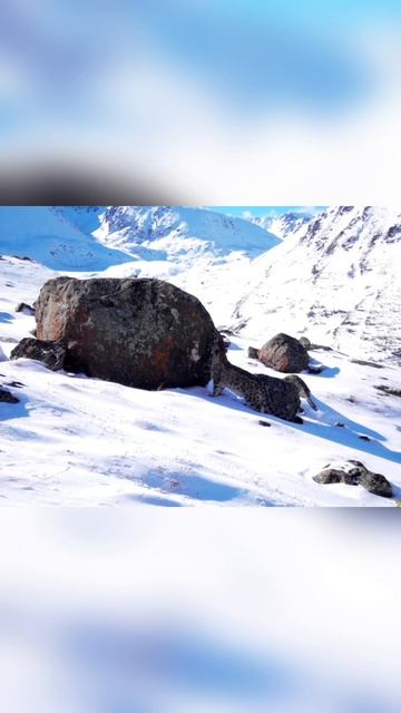 Красавец в заповеднике!