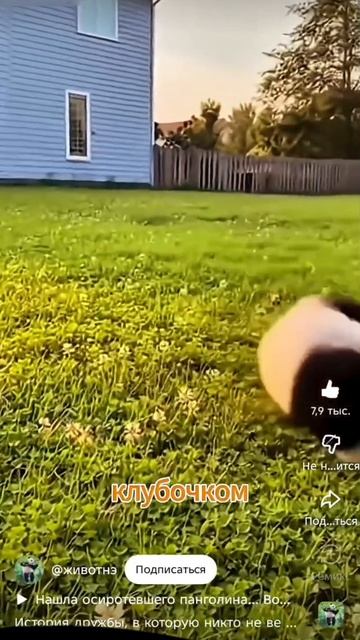 старое видео...