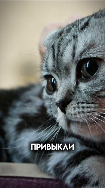 Интересный факт про котов #shorts