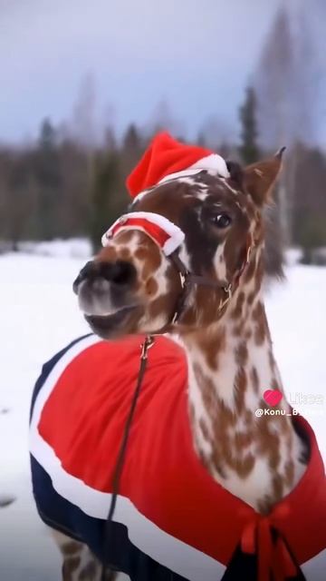 Новогоднее настроение уже на конюшне-//