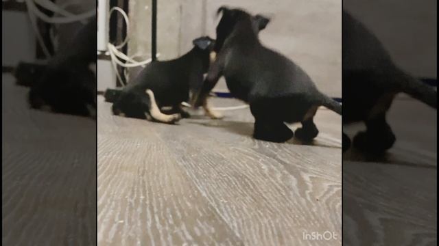 Щенки той-терьера