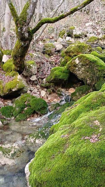 Исток Черной речки