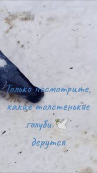 Только посмотрите, какие толстенькие голуби 🕊️... дерутся