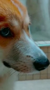 Корги Коржик