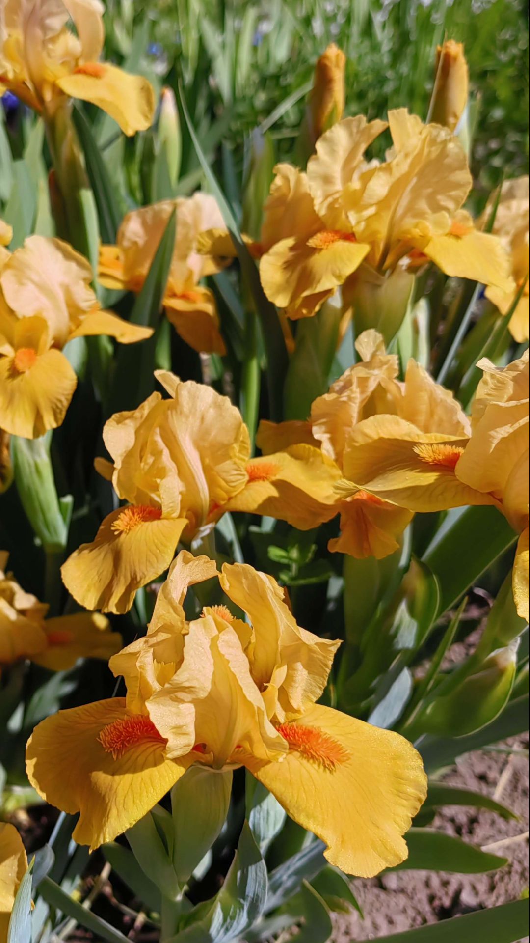 Ирис карликовый персиковый