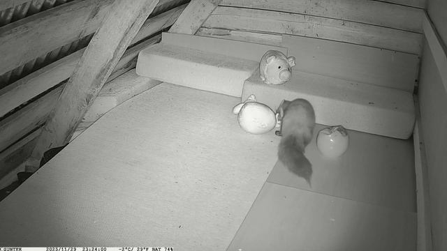Куницы на чердаке 2