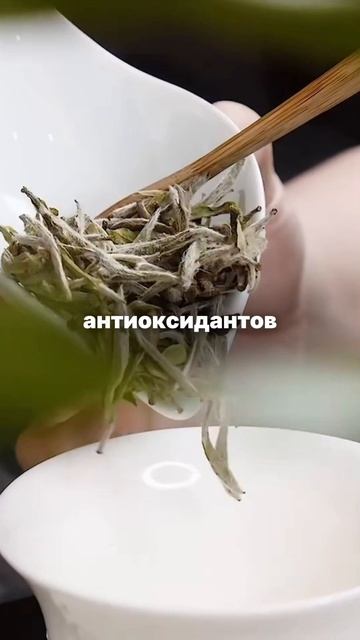 Почему белый чай