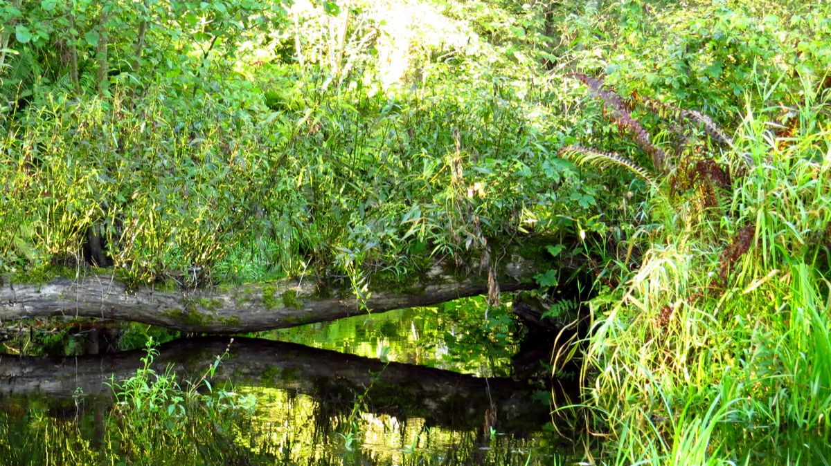 Заросли у ручья