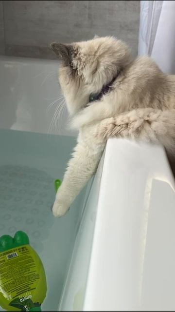 Котята рэгдолл