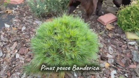 Pinus peuce Banderica