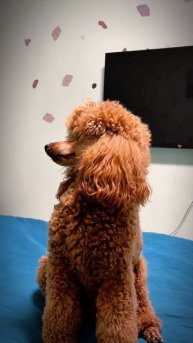 Пудель Барон.