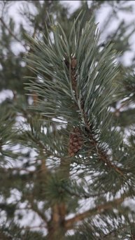 10.02.2025🥶Замёрзли!😼Лес.🌲Скала.🪨Февраль-зима!🌬🌡❄️