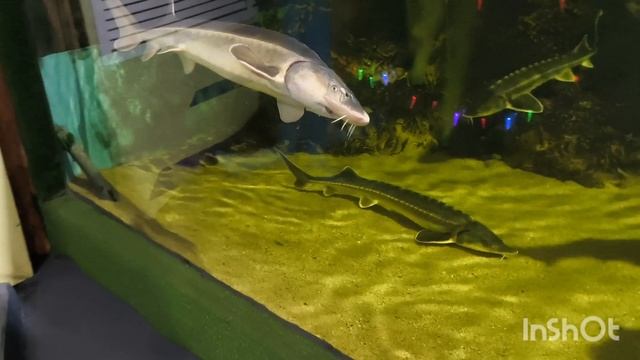 Казань.Экзотариум и океанариум