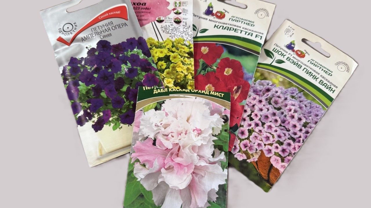 Как посеять петунию