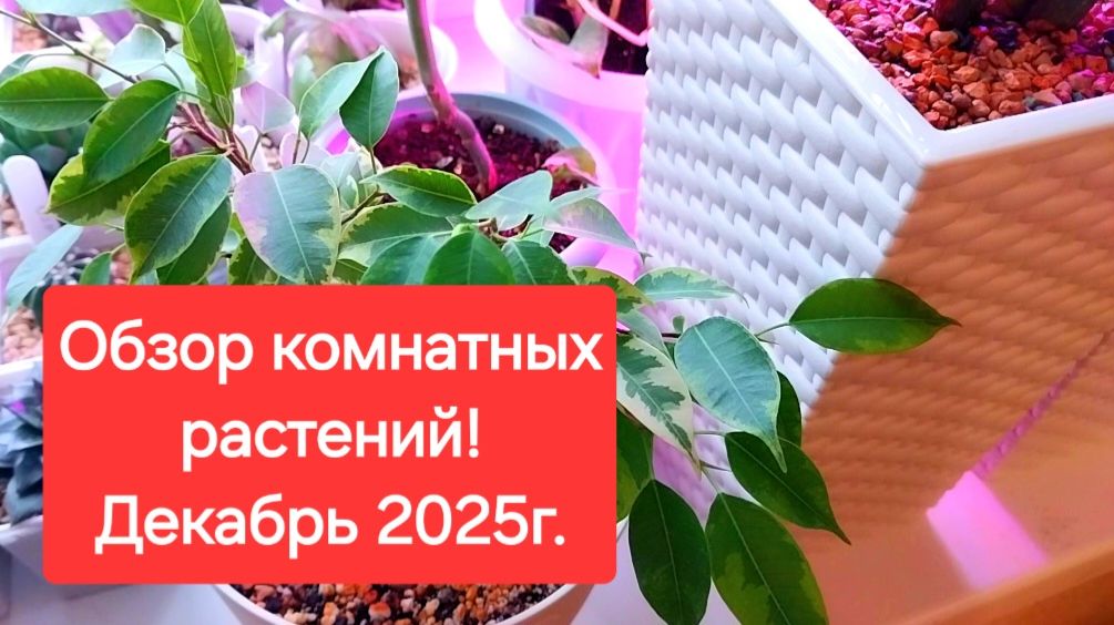 Обзор комнатный растений. Декабрь 2025г.🎄💖