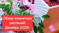 Обзор комнатный растений. Декабрь 2025г.🎄💖