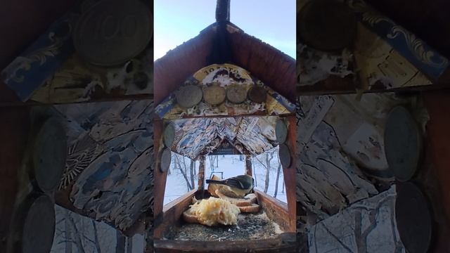 1000006425.mp4Жизнь кормушки.14.12.2025г.