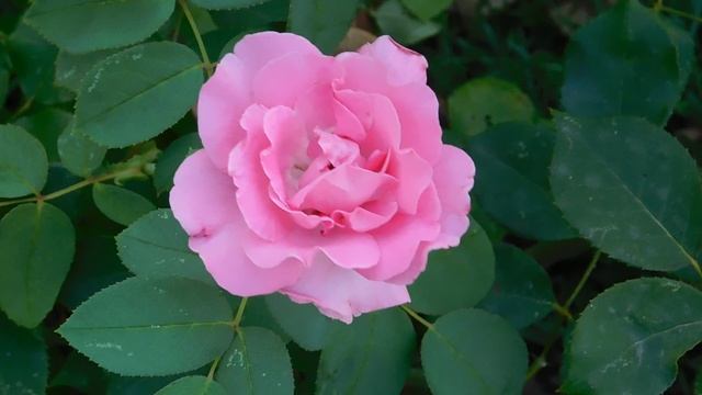 ВИДЕО  ПВН  ББ   (916)