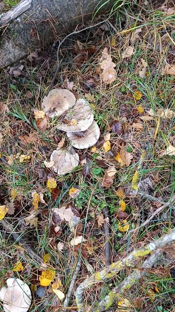 Попалась рядовки говорушка дымчатая , которая растет в один ряд