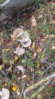 Попалась рядовки говорушка дымчатая , которая растет в один ряд