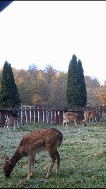 олененок разрушает наш забор #лань #животные #deervader