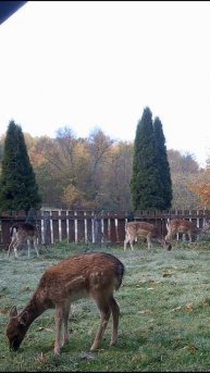 олененок разрушает наш забор #лань #животные #deervader