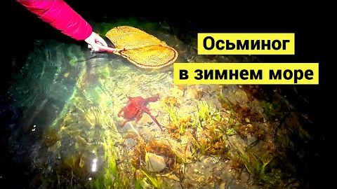 Поймать осьминога проще простого! Борис Рябчеков.