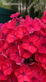 Любимый флокс Юник Оранж