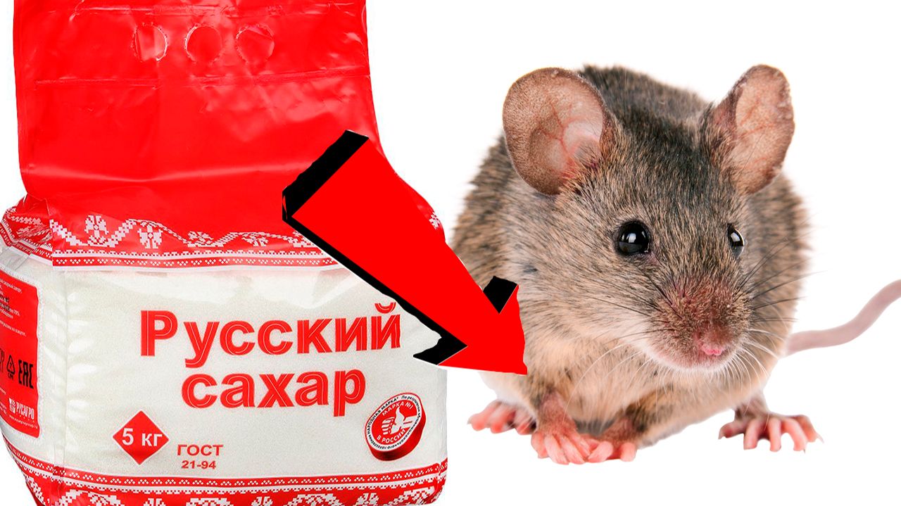 Как избавиться от мышей и крыс навсегда За 1 минуту!!....