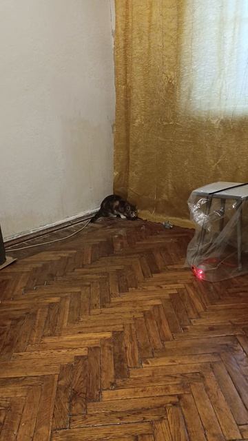 Чуня развлекается