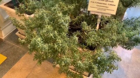 Чем пахнет розмарин? Ваши версии!