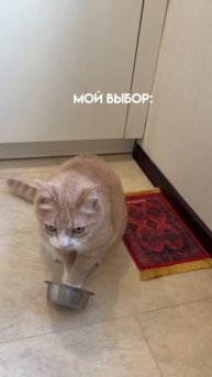 Там где котики и дети, порядка нет)